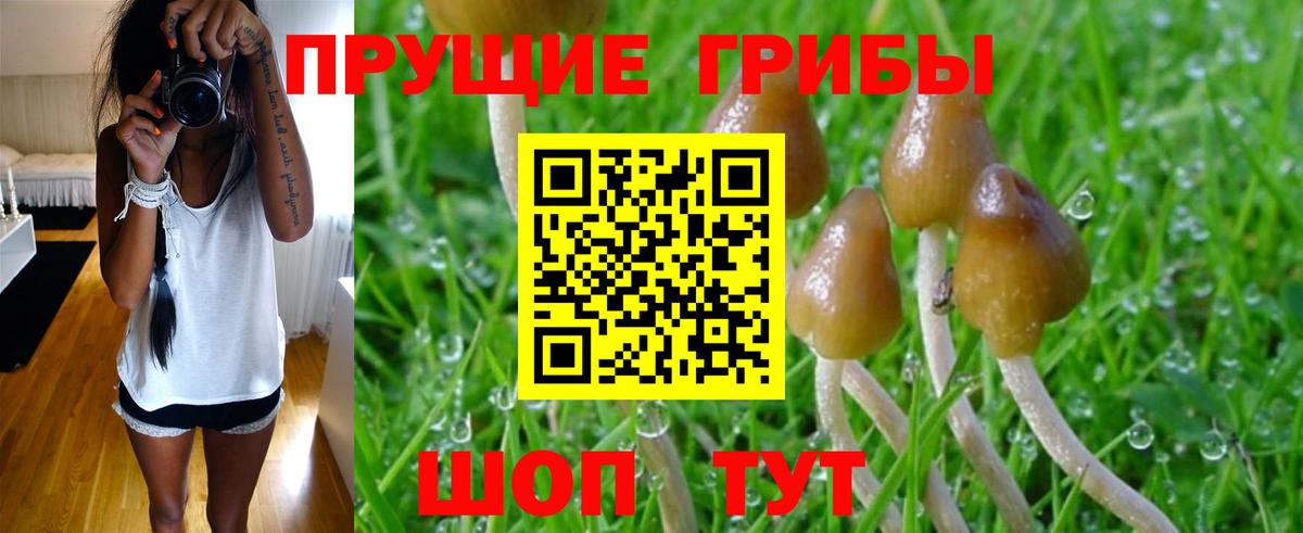Галлюциногенные грибы MAGIC MUSHROOMS  Вход с VPN  Псилоцибиновые грибы Psilocybe  Димитровград 